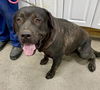 adoptable Dog in  named RAMBO