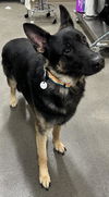 adoptable Dog in  named CASH MONEY
