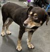 adoptable Dog in  named MAC