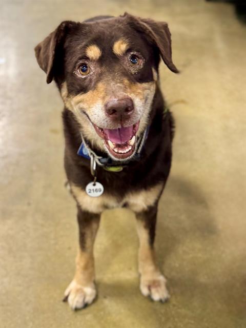 adoptable Dog in District Heights, MD named MAC