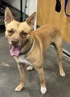 adoptable Dog in  named JAY