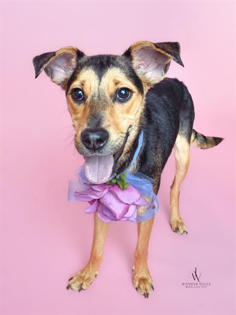 adoptable Dog in District Heights, MD named RYLO