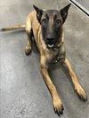 adoptable Dog in  named CHAPO