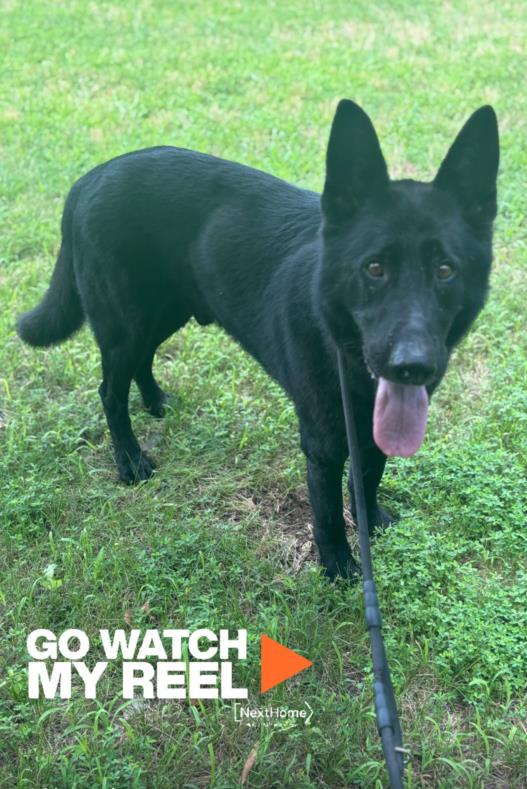 adoptable Dog in District Heights, MD named TYSON