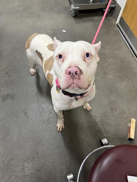 adoptable Dog in District Heights, MD named ROXIE