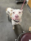 adoptable Dog in  named ROXIE