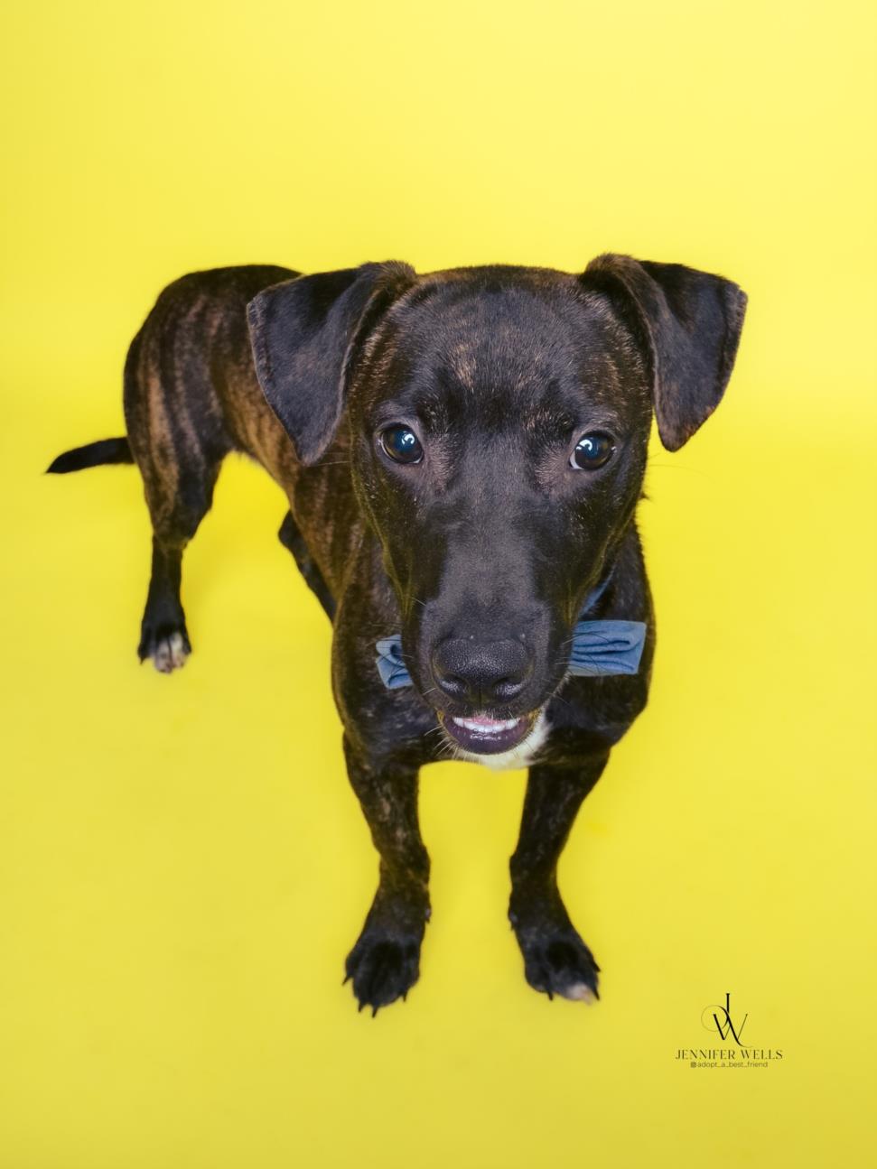 adoptable Dog in District Heights, MD named MAURICE