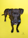 adoptable Dog in  named MAURICE