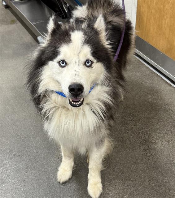 adoptable Dog in District Heights, MD named LOGAN