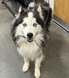 adoptable Dog in  named LOGAN