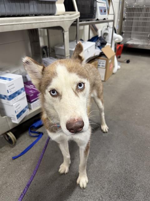 adoptable Dog in District Heights, MD named KIRA