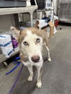 adoptable Dog in  named KIRA