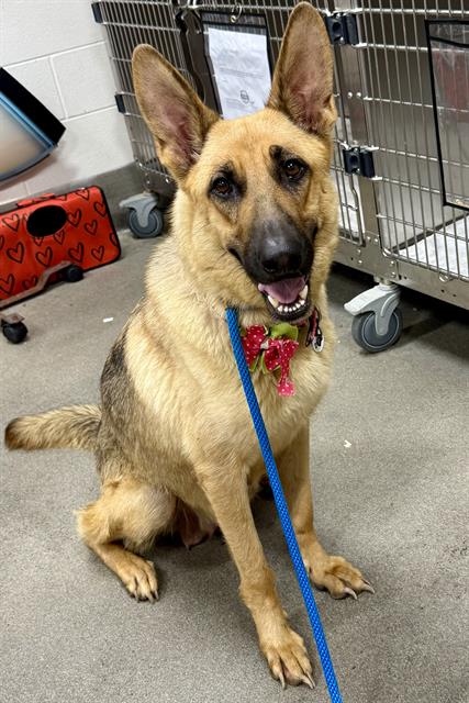 adoptable Dog in District Heights, MD named *LAYLA