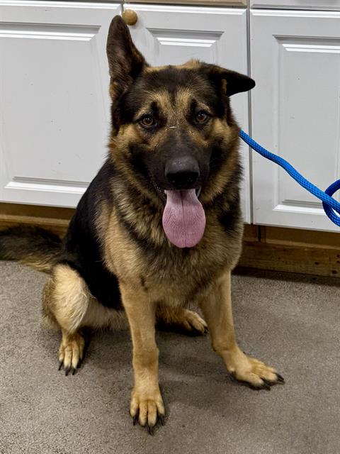 adoptable Dog in District Heights, MD named *MJ