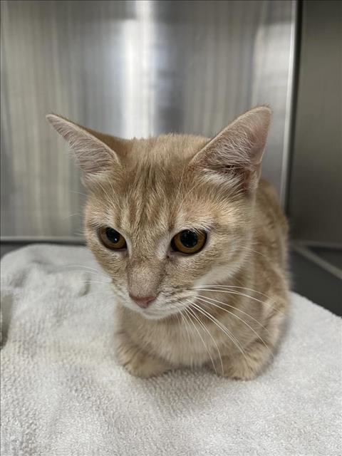 adoptable Cat in District Heights, MD named *APRICOT