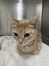 adoptable Cat in district heights, MD named *APRICOT