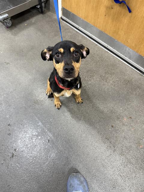 adoptable Dog in District Heights, MD named *ROMAN