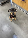 adoptable Dog in  named *ROMAN