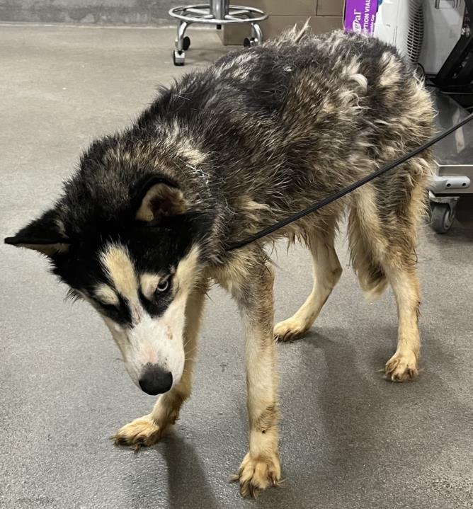 adoptable Dog in District Heights, MD named *MARYDEL