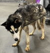 adoptable Dog in  named *MARYDEL