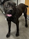 adoptable Dog in district heights, MD named *ALADDIN