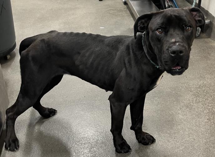 adoptable Dog in District Heights, MD named *BAMBI