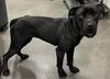 adoptable Dog in district heights, MD named *BAMBI