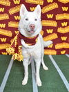 adoptable Dog in  named *GLACIER