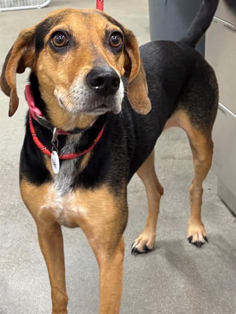 adoptable Dog in District Heights, MD named ROXI