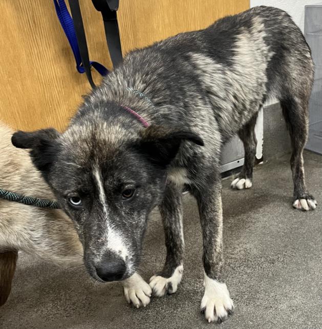 adoptable Dog in District Heights, MD named *MULAN