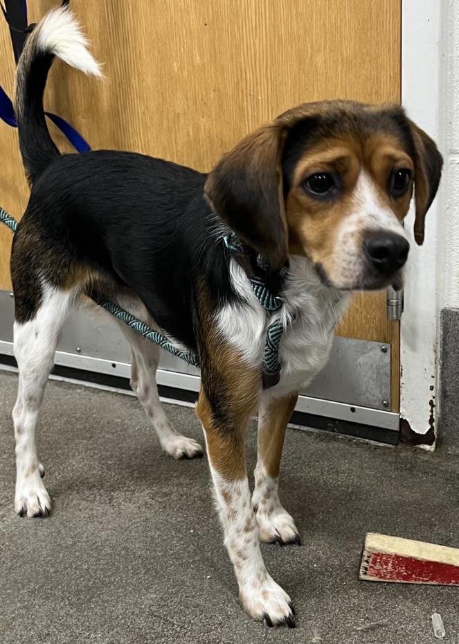 adoptable Dog in District Heights, MD named HONCHO