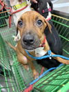adoptable Dog in district heights, MD named *CARAMEL