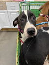 adoptable Dog in  named *TRUFFLE