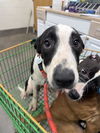 adoptable Dog in  named *MOLASSES