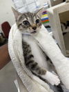 adoptable Cat in district heights, MD named *CABBAGE
