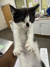 adoptable Cat in district heights, MD named *CAULIFLOWER