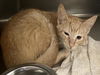 adoptable Cat in district heights, MD named *CASEY