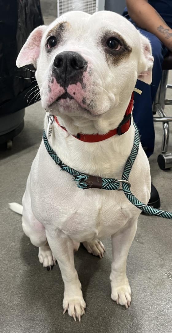 adoptable Dog in District Heights, MD named PEANUT