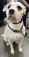 adoptable Dog in  named PEANUT