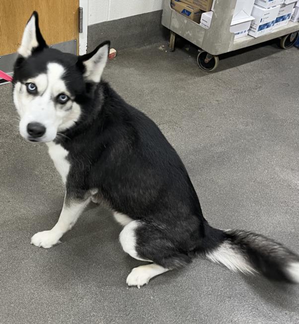 adoptable Dog in District Heights, MD named *CAULIFLOWER