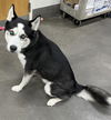 adoptable Dog in  named *CAULIFLOWER