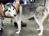 adoptable Dog in  named *OCEAN