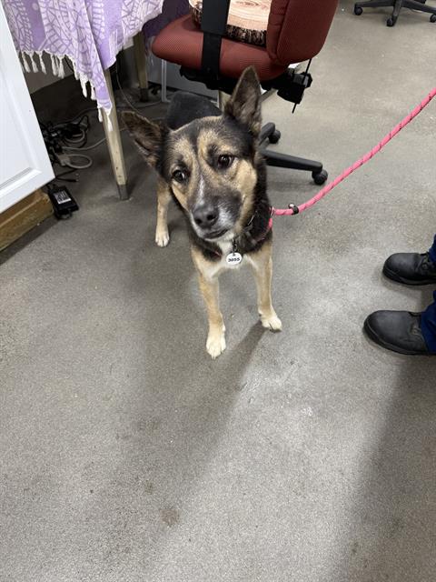 adoptable Dog in District Heights, MD named *ASTRO