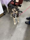 adoptable Dog in  named *ASTRO