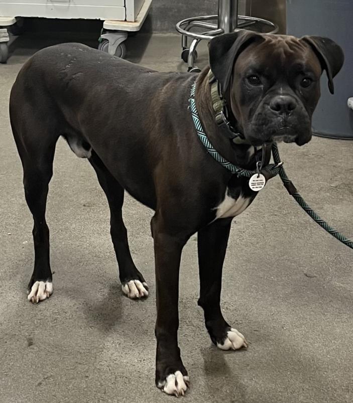 adoptable Dog in District Heights, MD named *MOHAMED