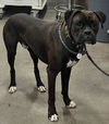 adoptable Dog in  named *MOHAMED
