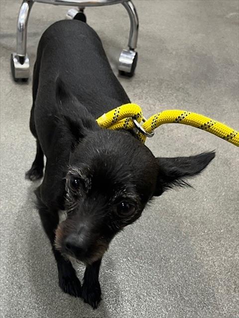 adoptable Dog in District Heights, MD named *CHINO