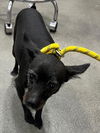 adoptable Dog in  named *CHINO