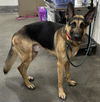 adoptable Dog in  named CHASE
