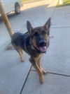 adoptable Dog in  named KEYSER